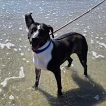 Thumbnail photo of Betsy Blue #3