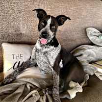 Thumbnail photo of Ranger Kraft #1