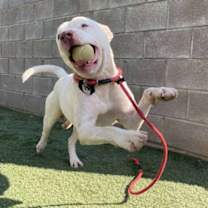 Thumbnail photo of Nate Smiles the Sunshine Pup #3