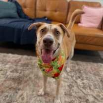 Thumbnail photo of Blue with the Golden Eyes #1