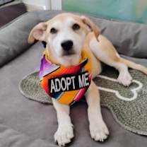 Thumbnail photo of Jonagold Apple #1