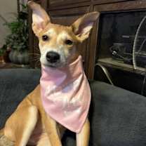 Thumbnail photo of Evercrisp Apple #1