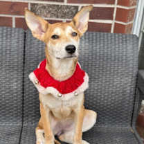 Thumbnail photo of Evercrisp Apple #3