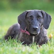 Thumbnail photo of Shana Grace the Brindle Beauty #1