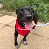 Thumbnail photo of Winnie the Wiener Dog #1