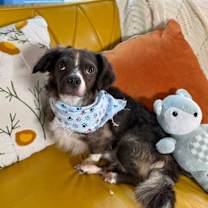 Thumbnail photo of Cookie Muffin #2