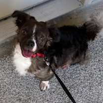 Thumbnail photo of Cookie Muffin #3