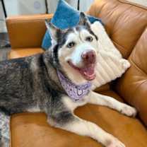 Thumbnail photo of Bella the Lowriding Husky #1