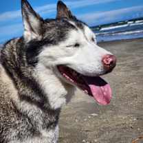 Thumbnail photo of Bella the Lowriding Husky #3