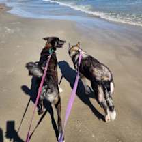 Thumbnail photo of Bella the Lowriding Husky #4