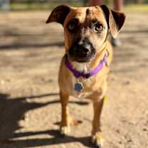 Thumbnail photo of Mini Miska Cuddle Bug Marshmallow Love #4