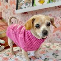 Thumbnail photo of Little Biscuit #1