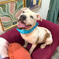 Thumbnail photo of Alfred King of Sploots #1