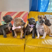 Thumbnail photo of Bam Bam Flintstone #2