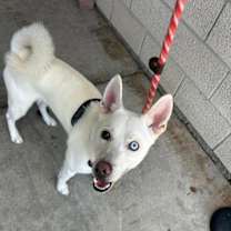 Thumbnail photo of Polar #2