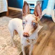 Thumbnail photo of Stevie Wonder #2