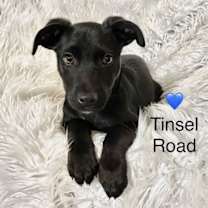 Thumbnail photo of Tinsel Road #1