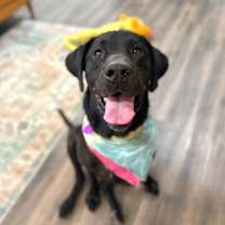 Thumbnail photo of Hank the Heart Stealer #1