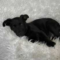 Thumbnail photo of Tinsel Road #2