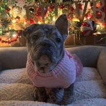 Thumbnail photo of Rebecca Gentle Frenchie #1