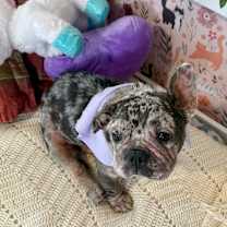 Thumbnail photo of Rebecca Gentle Frenchie #4