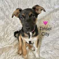 Thumbnail photo of Tinsel City #1