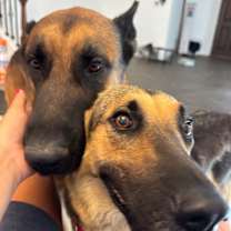 Thumbnail photo of Troy Tender Hearted Giant #2