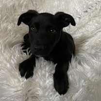 Thumbnail photo of Tinsel Road #4