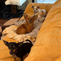 Thumbnail photo of Amy Rose #4