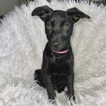 Thumbnail photo of Tinsel Land #2