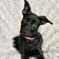 Thumbnail photo of Tinsel Land #4