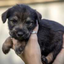 Thumbnail photo of Fanta Soda #4