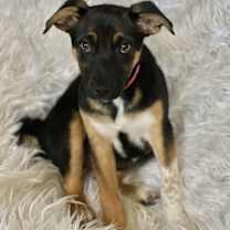 Thumbnail photo of Tinsel City #3