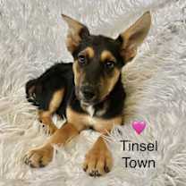 Thumbnail photo of Tinsel Town #1