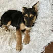 Thumbnail photo of Tinsel Town #2