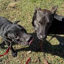 Thumbnail photo of Cookie Cutie #4