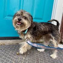 Thumbnail photo of Benji Bear #1