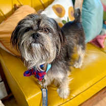 Thumbnail photo of Benji Bear #2