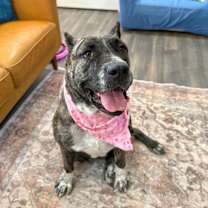 Thumbnail photo of Lady Rose #1