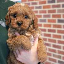 Thumbnail photo of Hazel #2