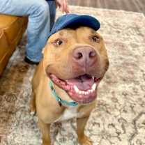 Thumbnail photo of Buster Butters Softer than a Crescent Roll #3