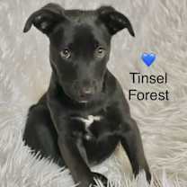 Thumbnail photo of Tinsel Forest #1
