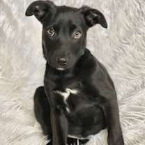 Thumbnail photo of Tinsel Forest #2