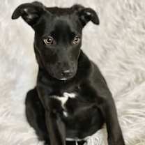 Thumbnail photo of Tinsel Forest #3