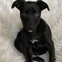 Thumbnail photo of Tinsel Forest #4