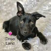 Thumbnail photo of Tinsel Land #1