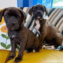 Thumbnail photo of Snickers Douglas #3