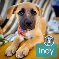 Thumbnail photo of Indy Douglas #1