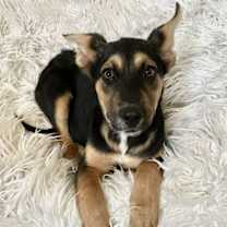 Thumbnail photo of Tinsel Town #4