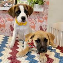 Thumbnail photo of Indy Douglas #2